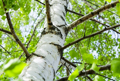 Březová míza: jarní vzpruha pro organismus i lék při potížích s trávením, ledvinovými kameny nebo klouby